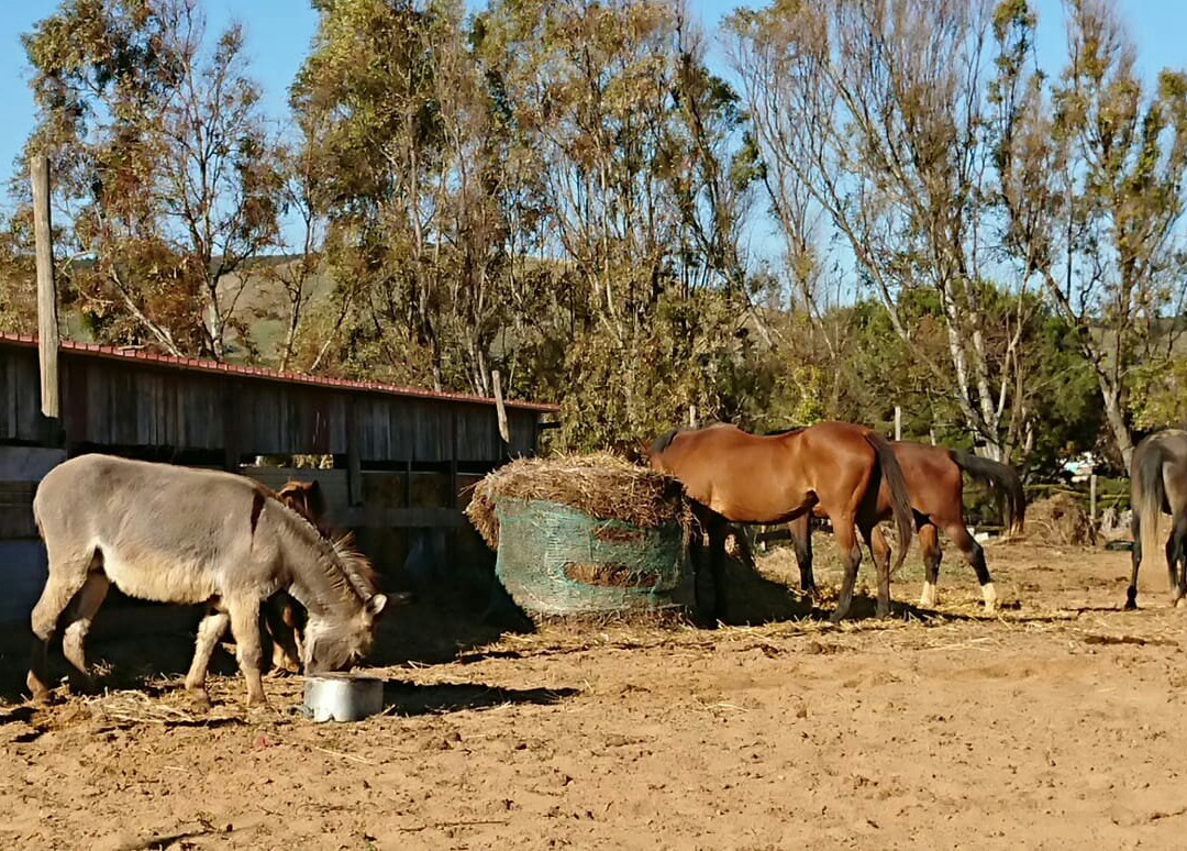 Scuderie De Morimenta主图