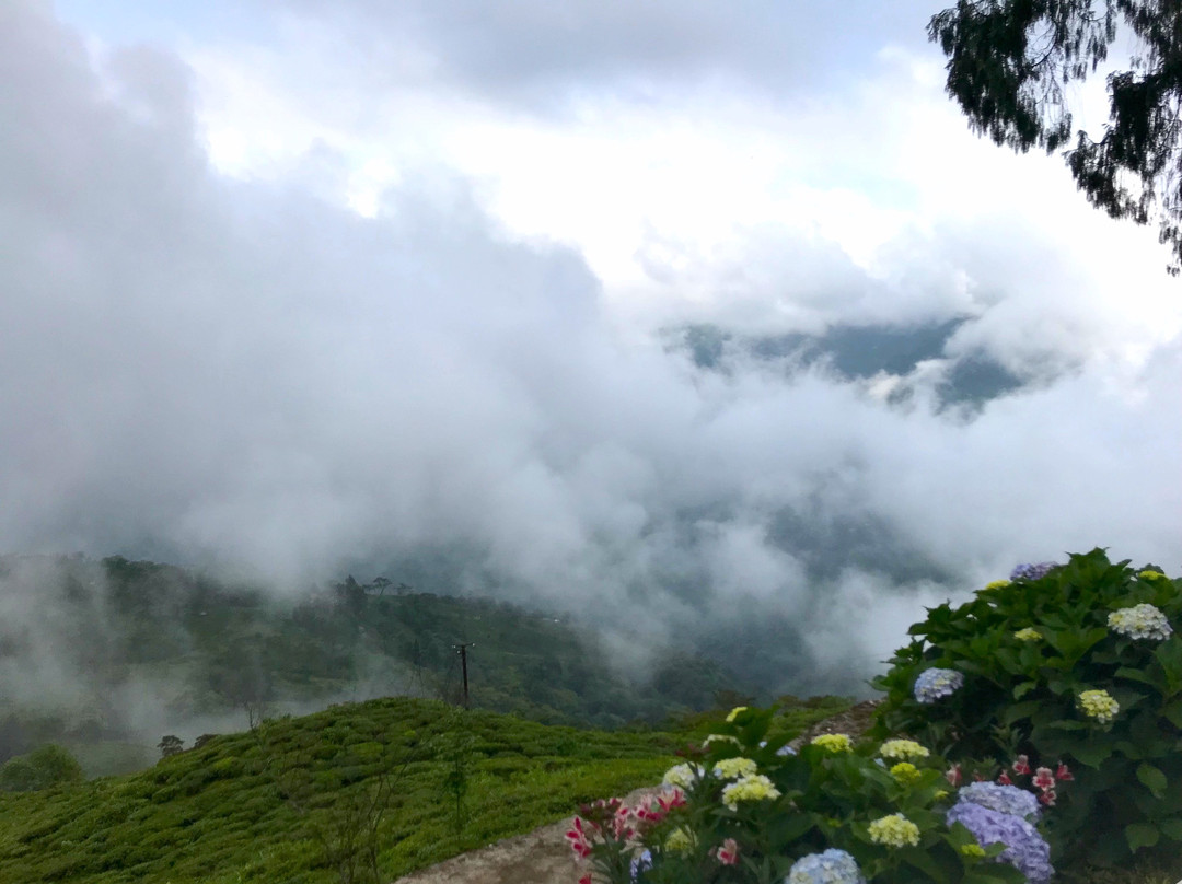 Ging Tea House主图