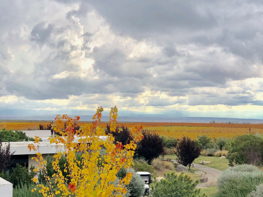 The Vines of Mendoza景点图片