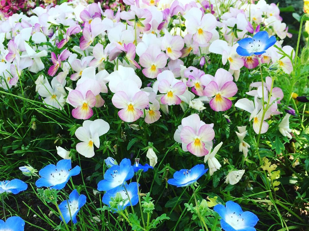 Sakura Hiroba-习志野市必去景点