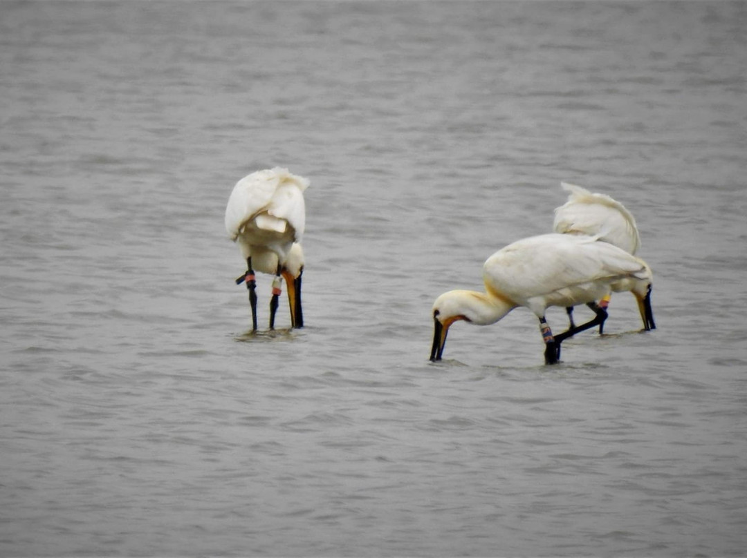 SWRW-Den Oever必去景点