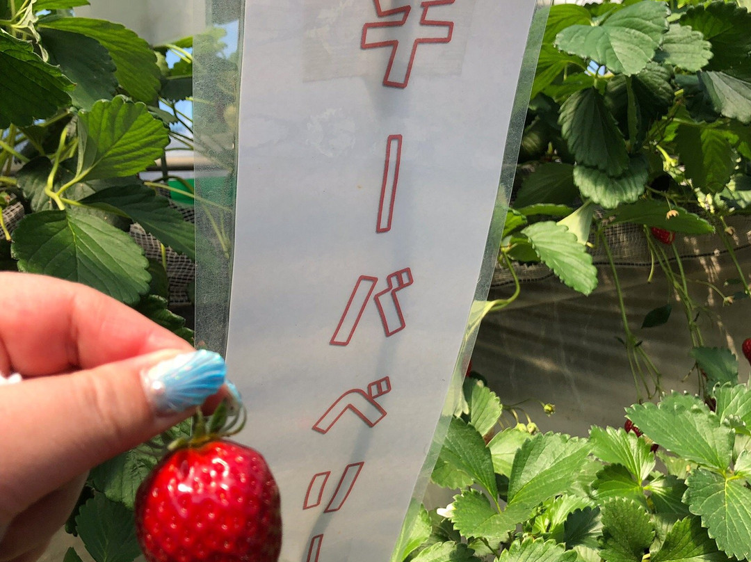 Yasuda Strawberry Farm-君津市必去景点