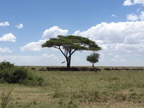 Sere adventure Safari