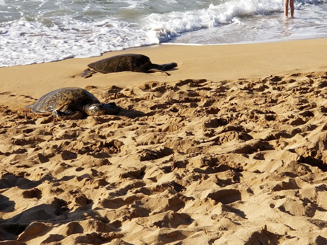 Hale Mahina Beach Resort主图