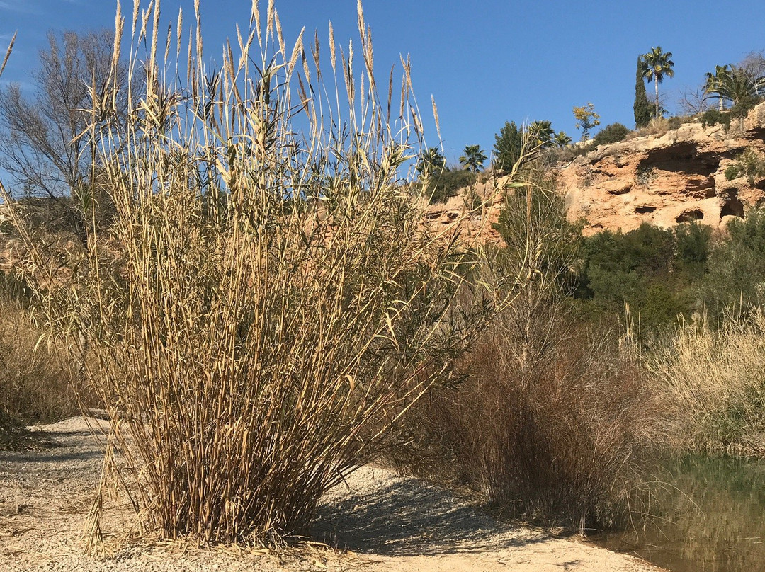 Ruta Botanica景点图片