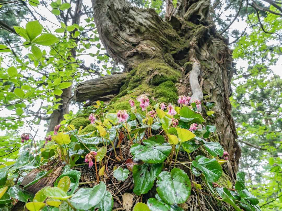 Osadoishina Natural Cedar Walking Path-佐渡市必去景点