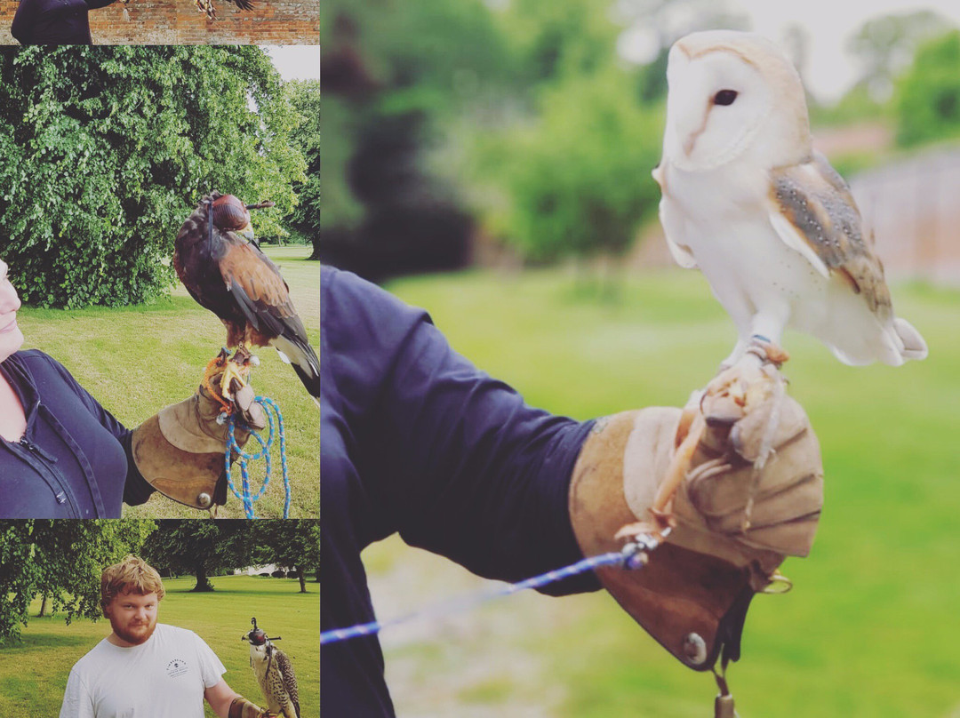 Roedel Falconry-纽伯里必去景点