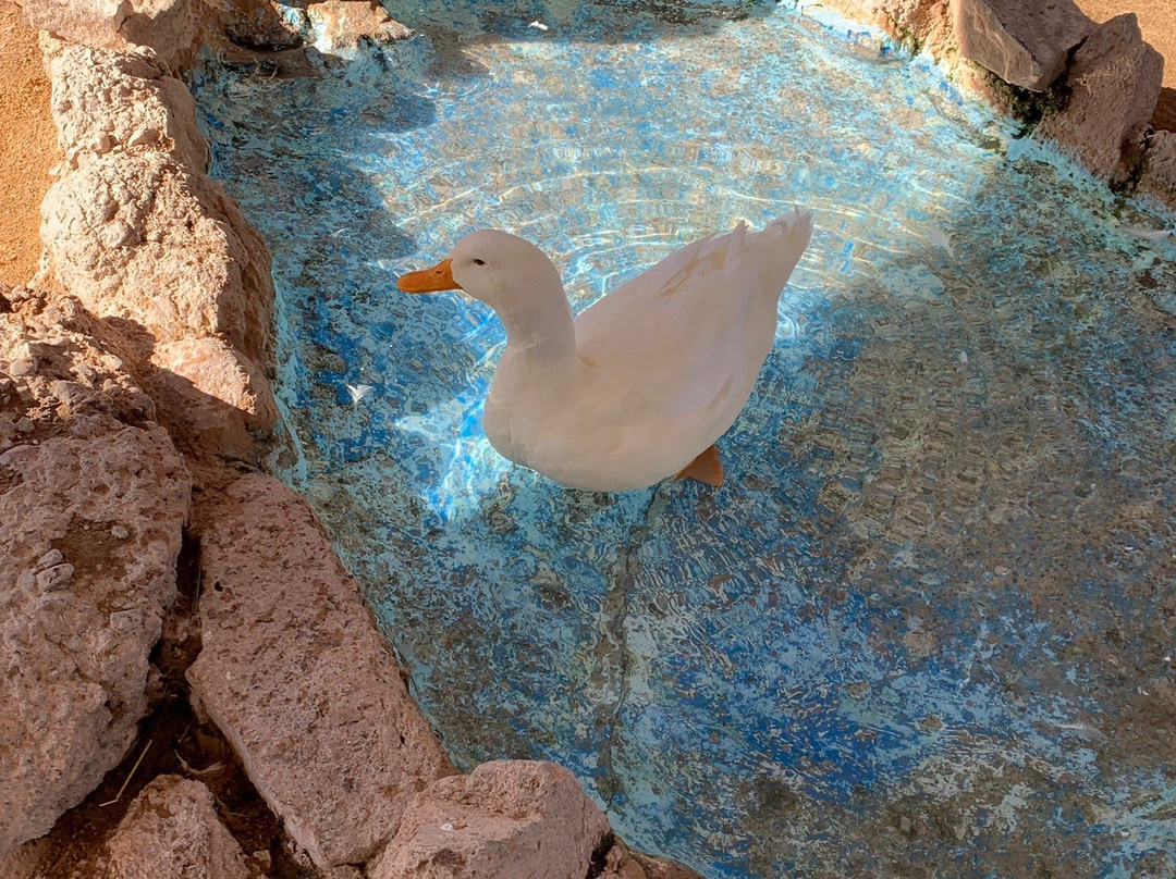 Bonnie Springs Old Nevada景点图片