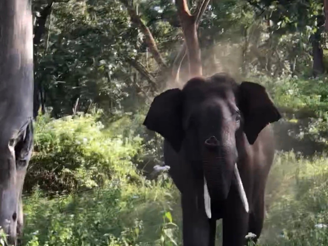 Mudumalai National Park景点图片