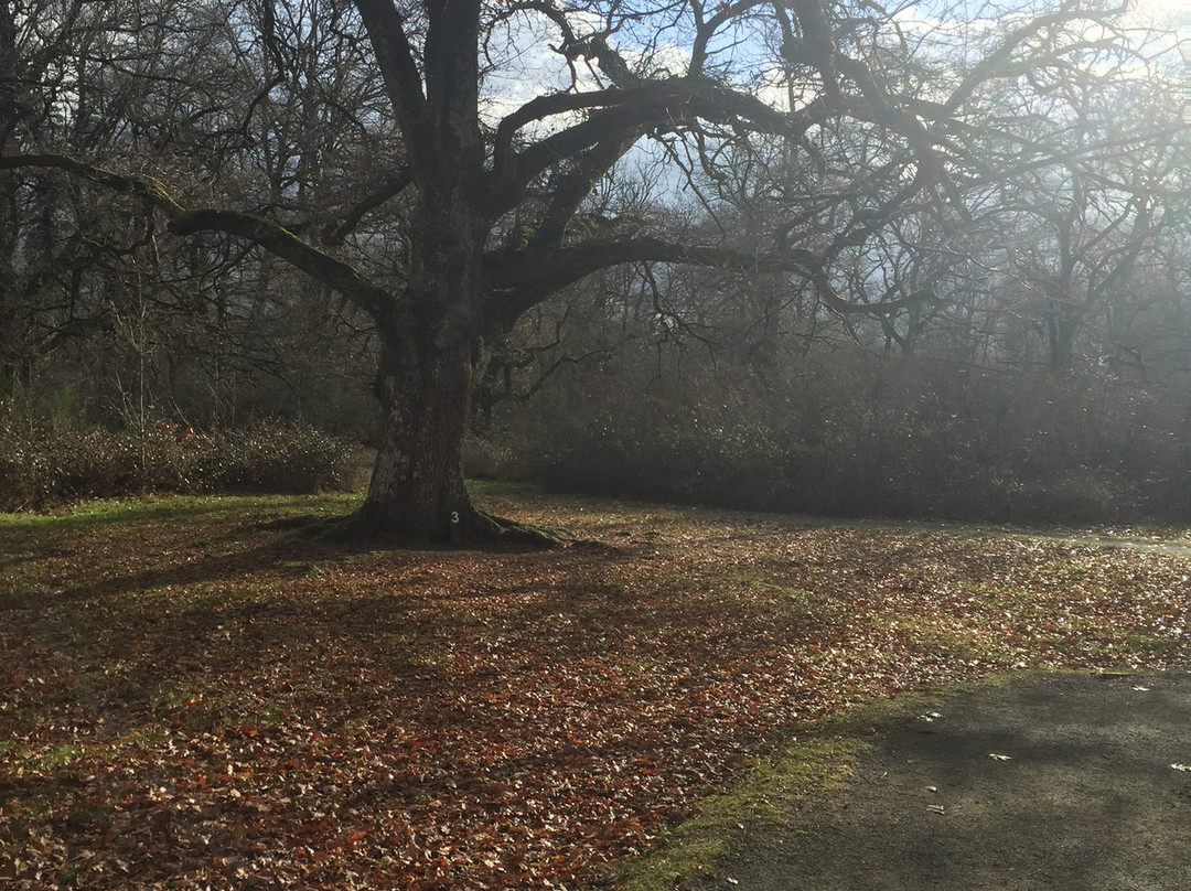 Bosque de Orgi-Lizaso必去景点