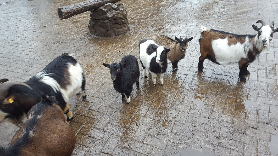 Wildpark Frankenhof-Reken必去景点