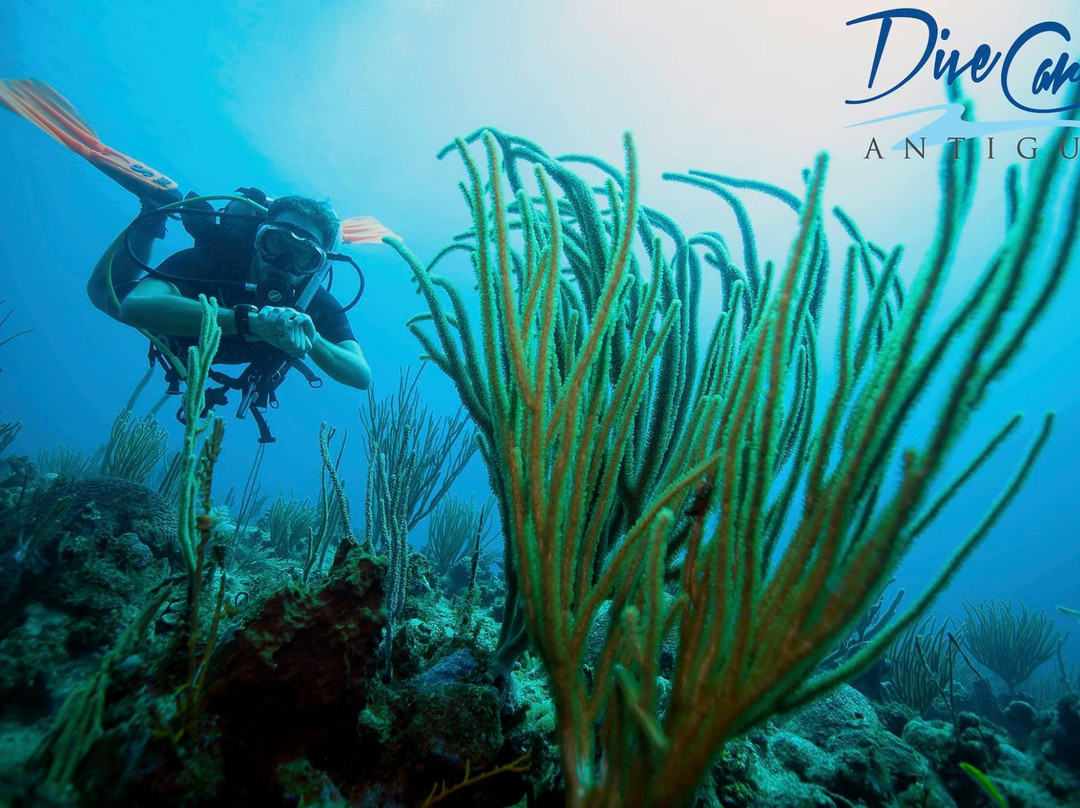 DiveCarib-英吉利海港必去景点