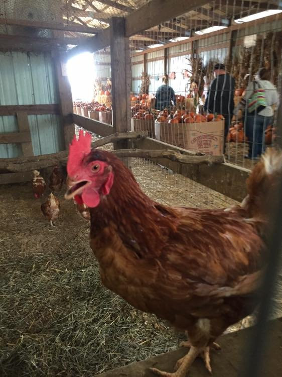 Erie Orchards and Cider Mill-Erie必去景点