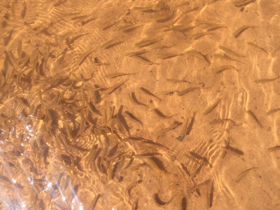 Praia Grande Beach-Salvaterra必去景点