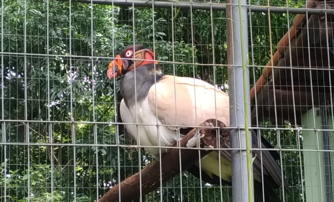 Zoologico Municipal-Mogi Mirim必去景点