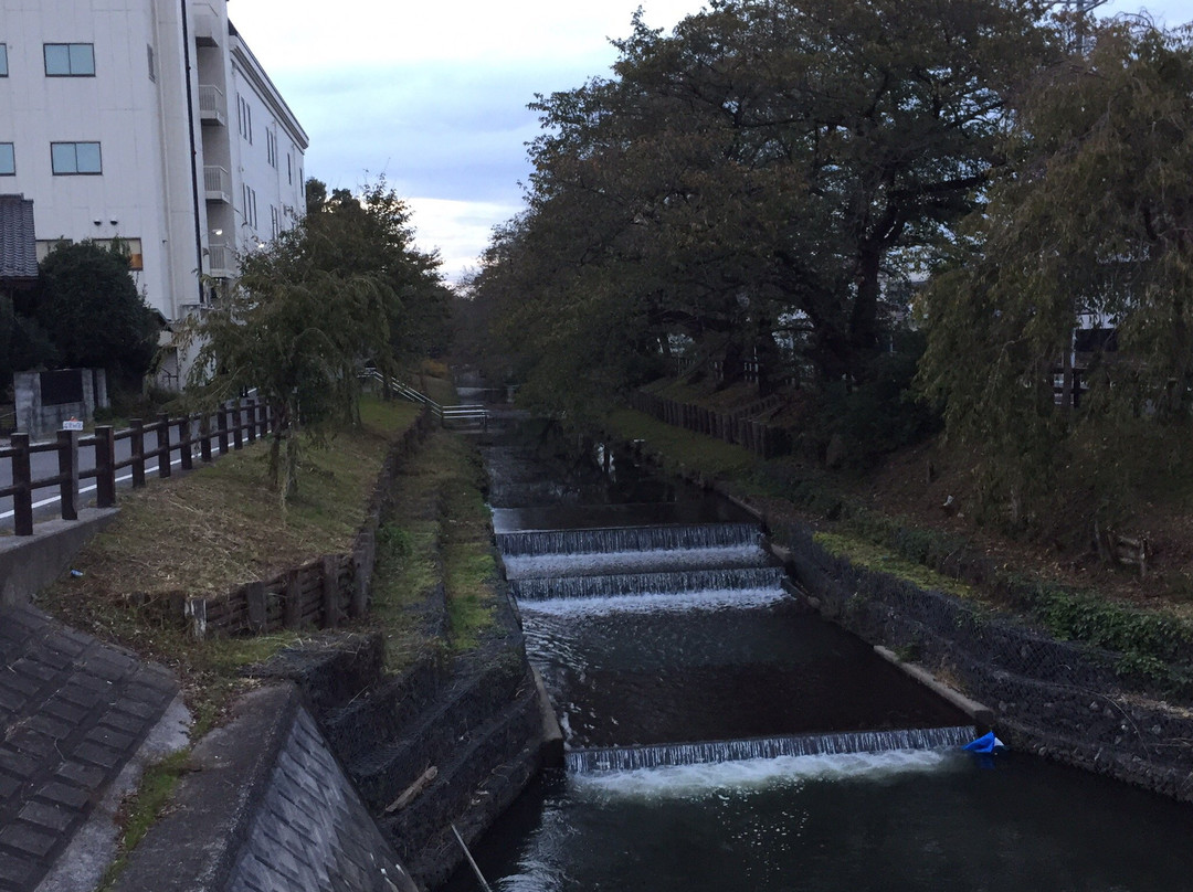 Shingashi River Cherry Blossoms景点图片