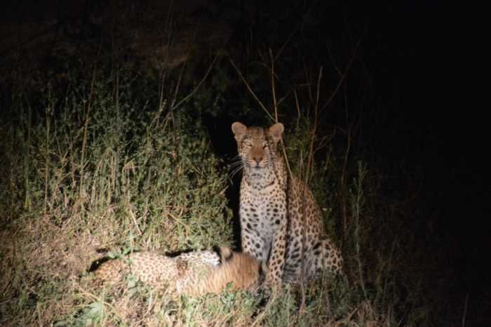 Kruger National Park Night Drive景点图片