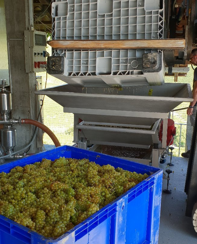 Albino Rocca Winery-巴尔巴雷斯科必去景点