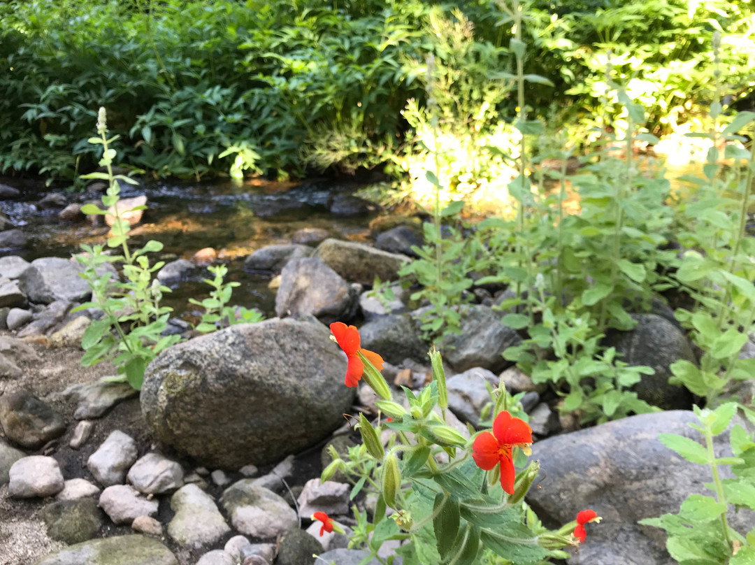 Redwood Canyon Trail-红杉&国王峡谷国家公园必去景点