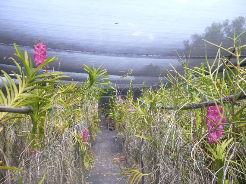 Jenny's Orchid Garden-Howard Springs必去景点