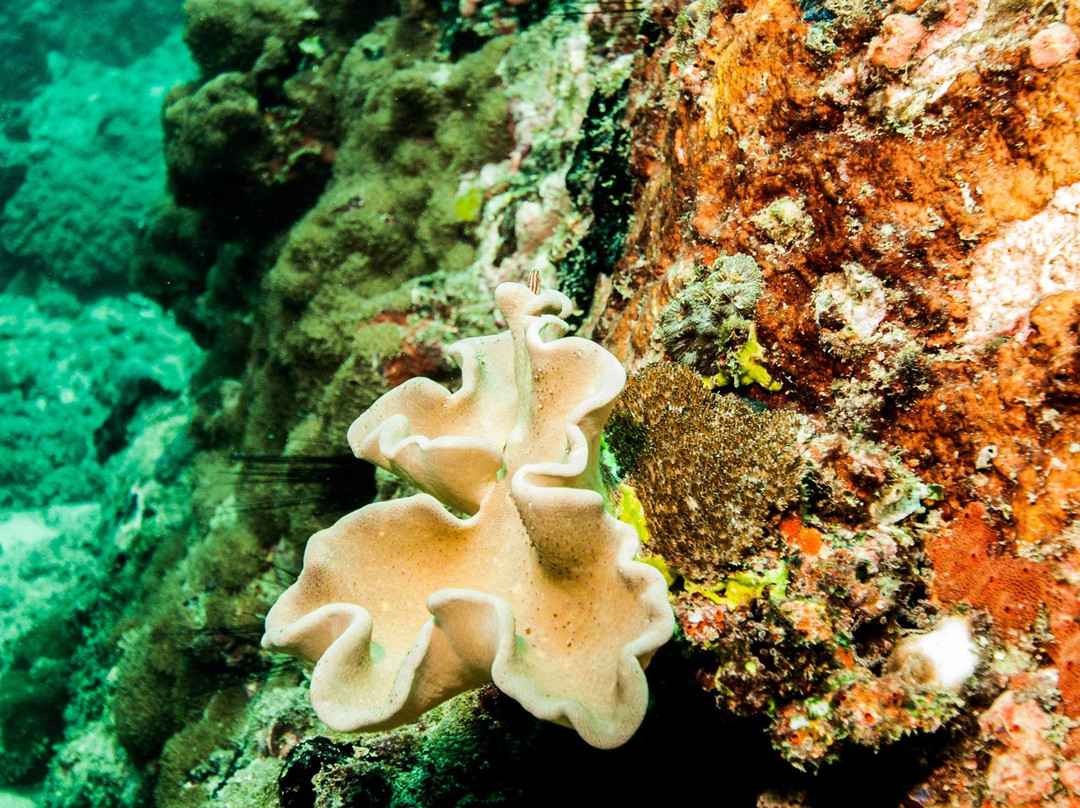 Sunshine Diving-Trincomalee必去景点