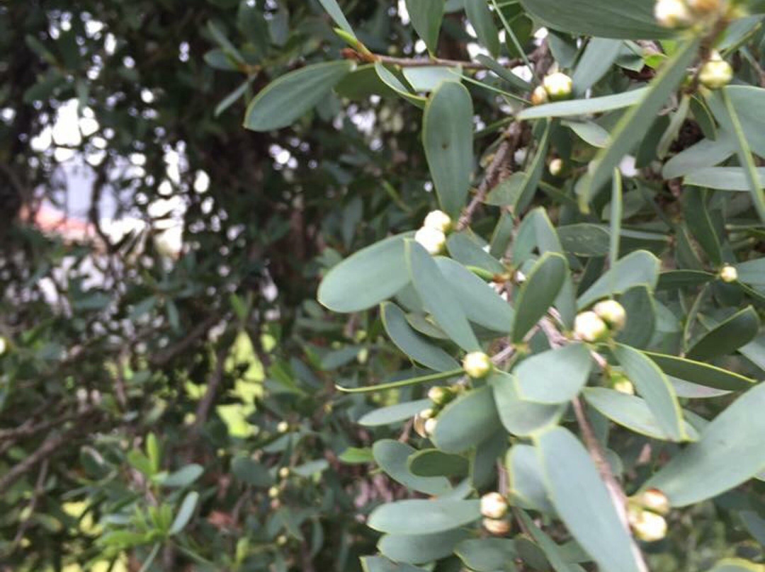 George Street Reserve-Sandringham必去景点