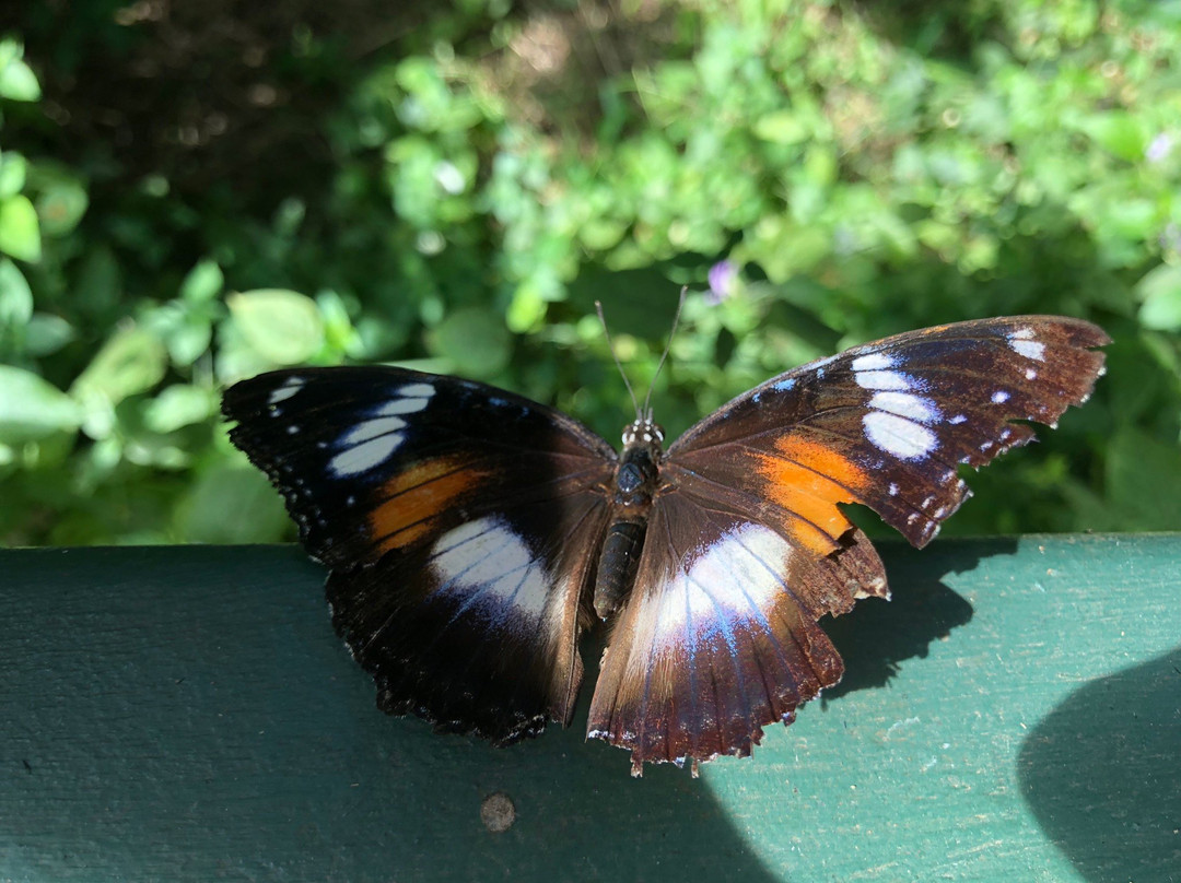 Batchelor Butterfly Farm and Pet Garden景点图片