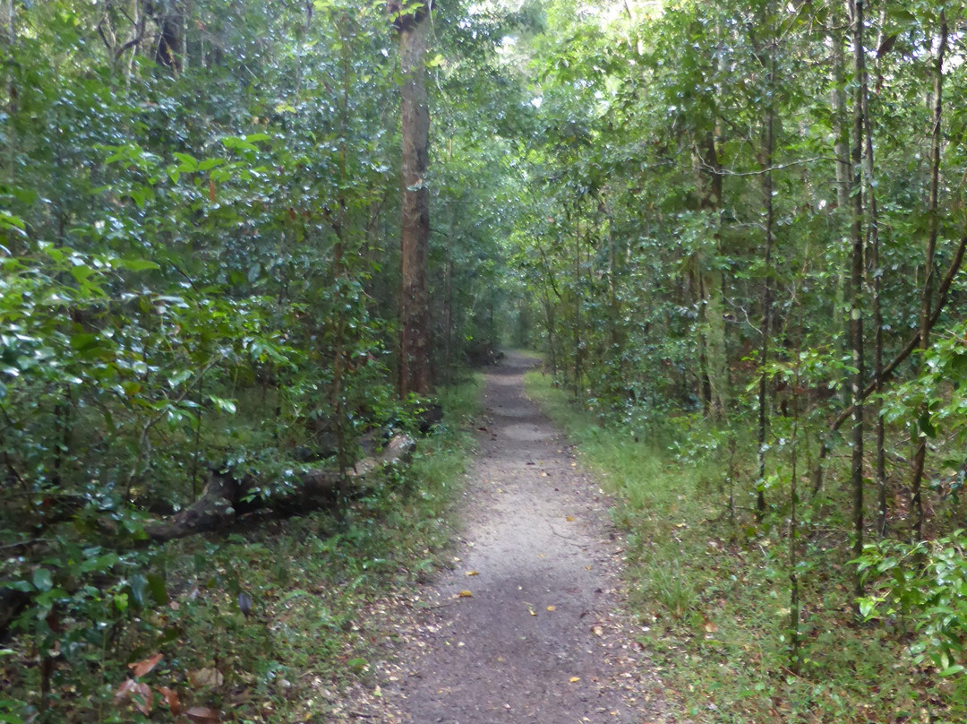 Iluka Rainforest Walking Track景点图片