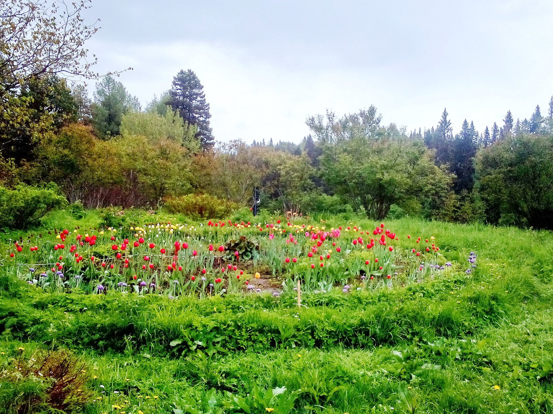 Botanical Garden of Solovetsky Museum-Preserve景点图片