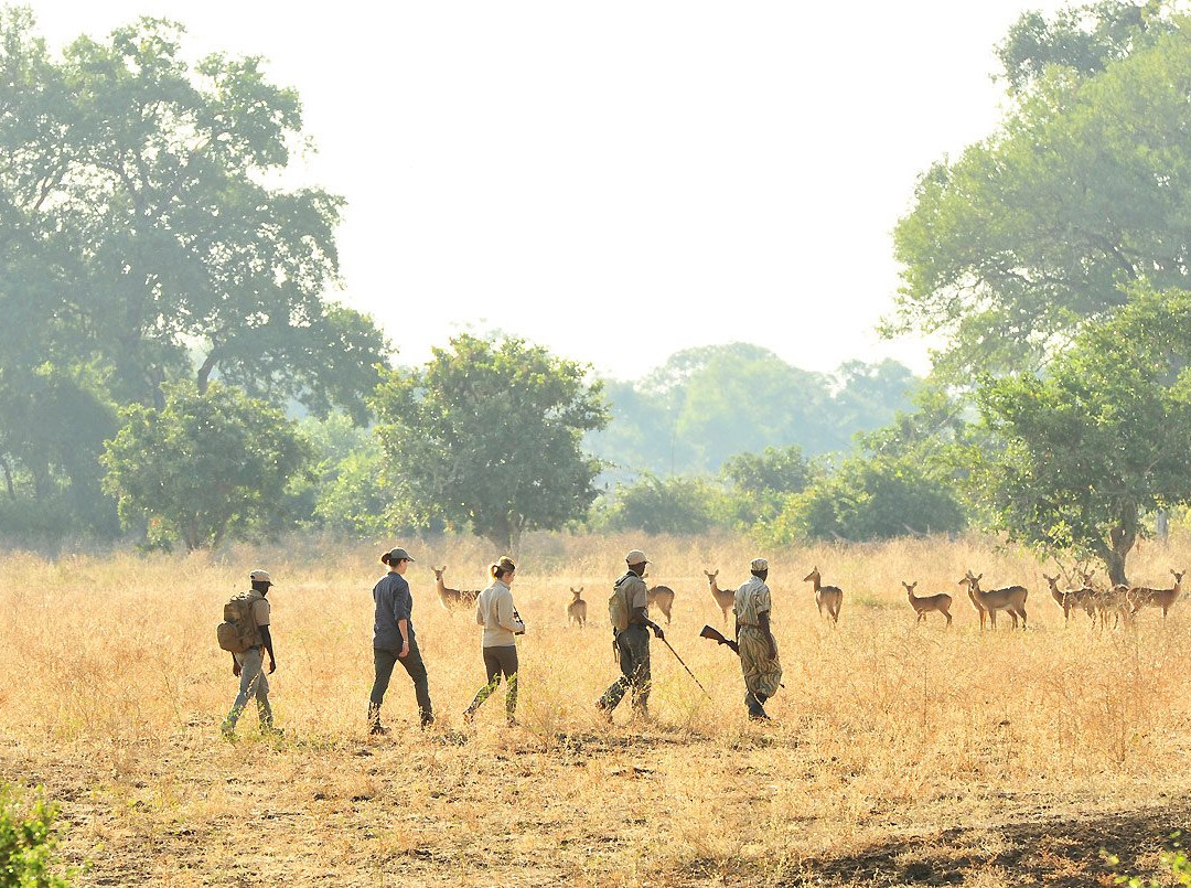 Lion Camp Safari Lodge主图