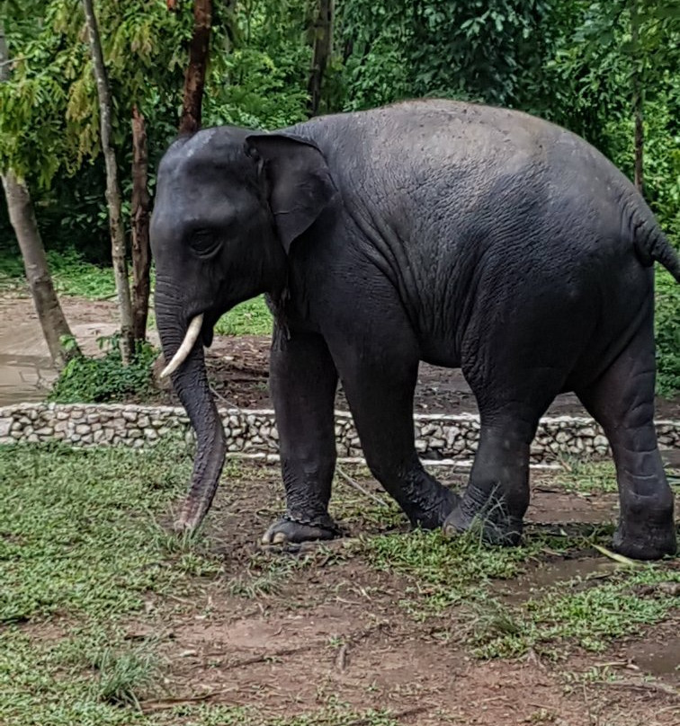 Sappraiwan Elephants Sanctuary景点图片