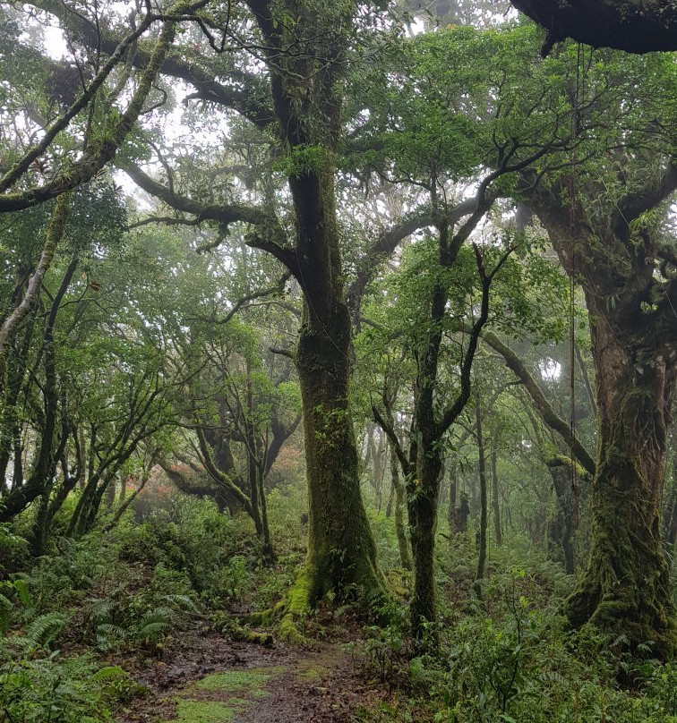 Bosque Caricias los Leones景点图片