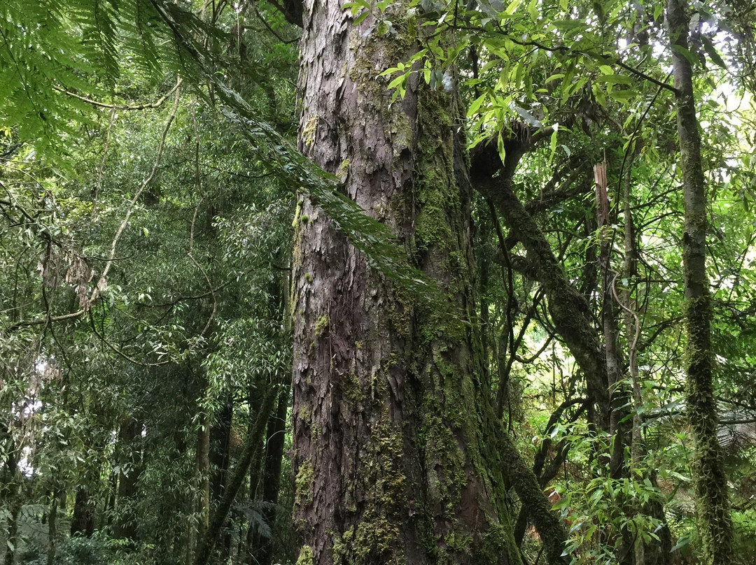 Pureora Forest Park景点图片