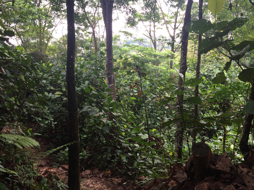 Bukit Gasing Forest Reserve景点图片