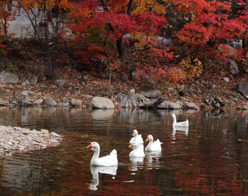 蒲石河森林公园-凤城市必去景点