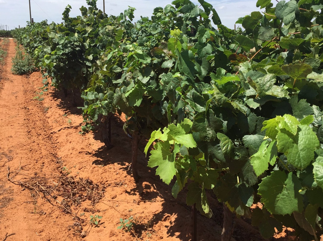 Bell Springs Winery & Brewery-Dripping Springs必去景点