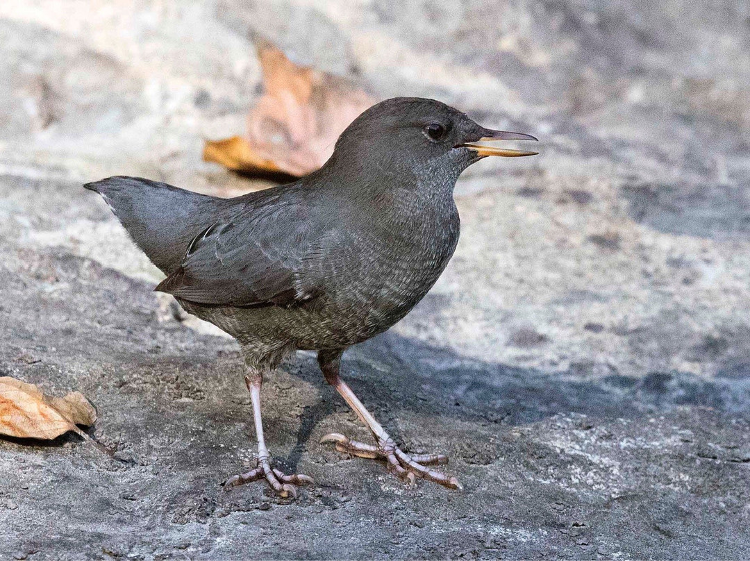 Princess Louisa Adventures-Egmont必去景点
