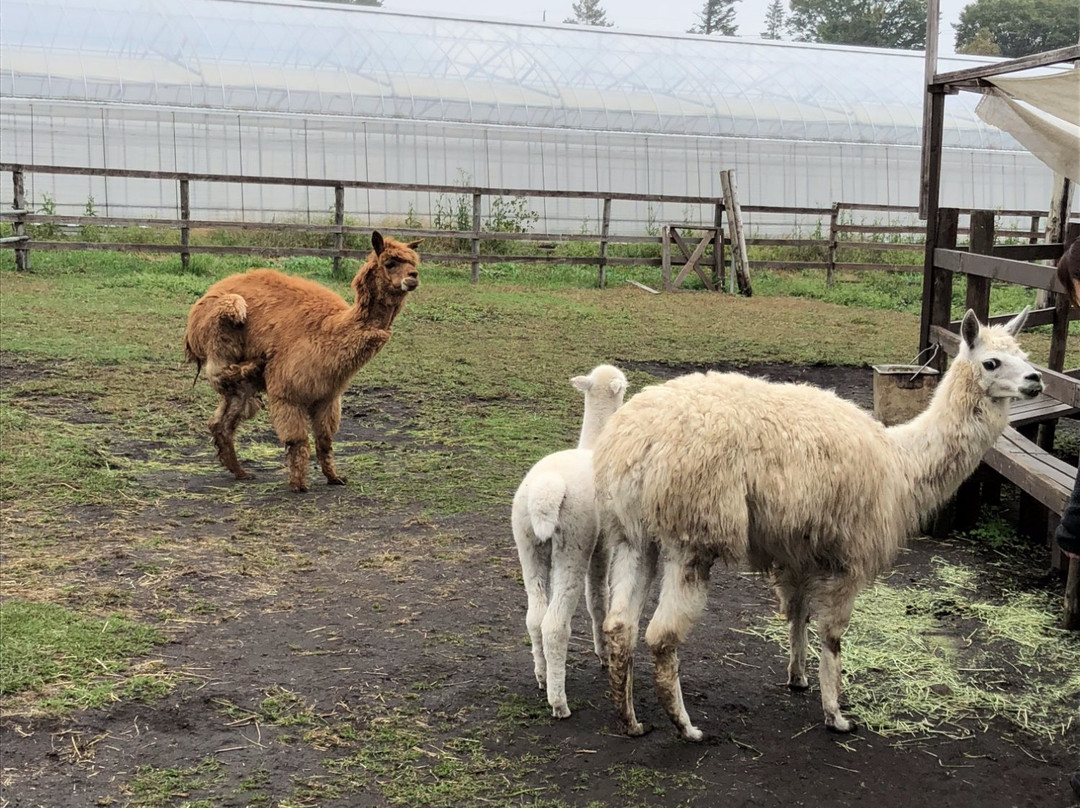 Yatsugatake Alpaca Farm-富士见町必去景点