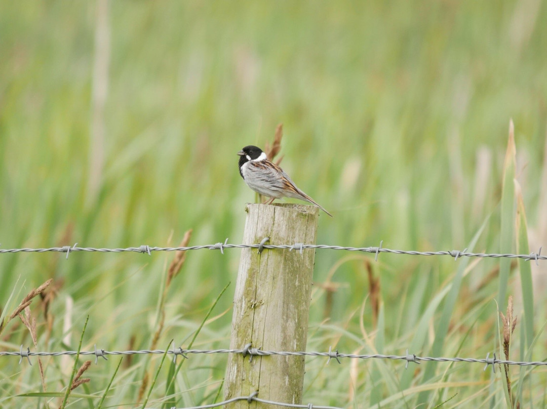 Doxey Marshes Nature Reserve景点图片