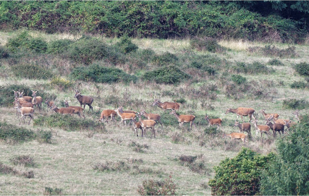 Safari Parc de Haute-Saintonge景点图片