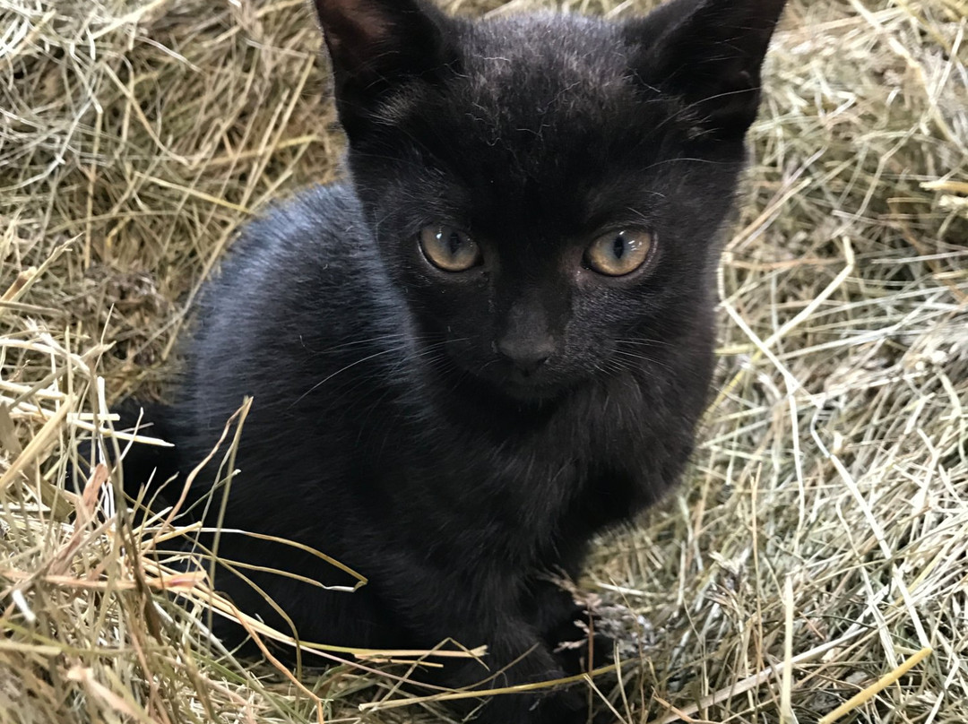 Perluhestar-Thorlakshofn必去景点