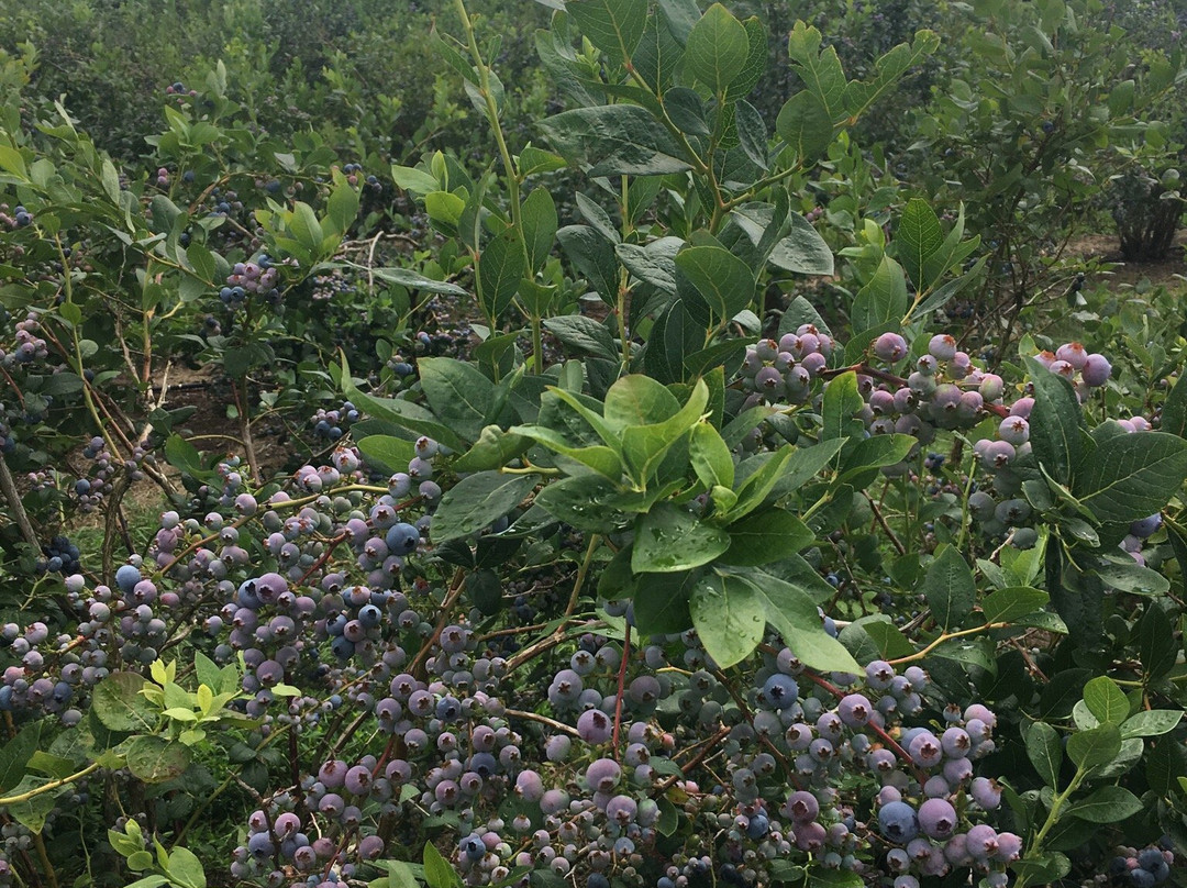 Wilmot Orchards景点图片