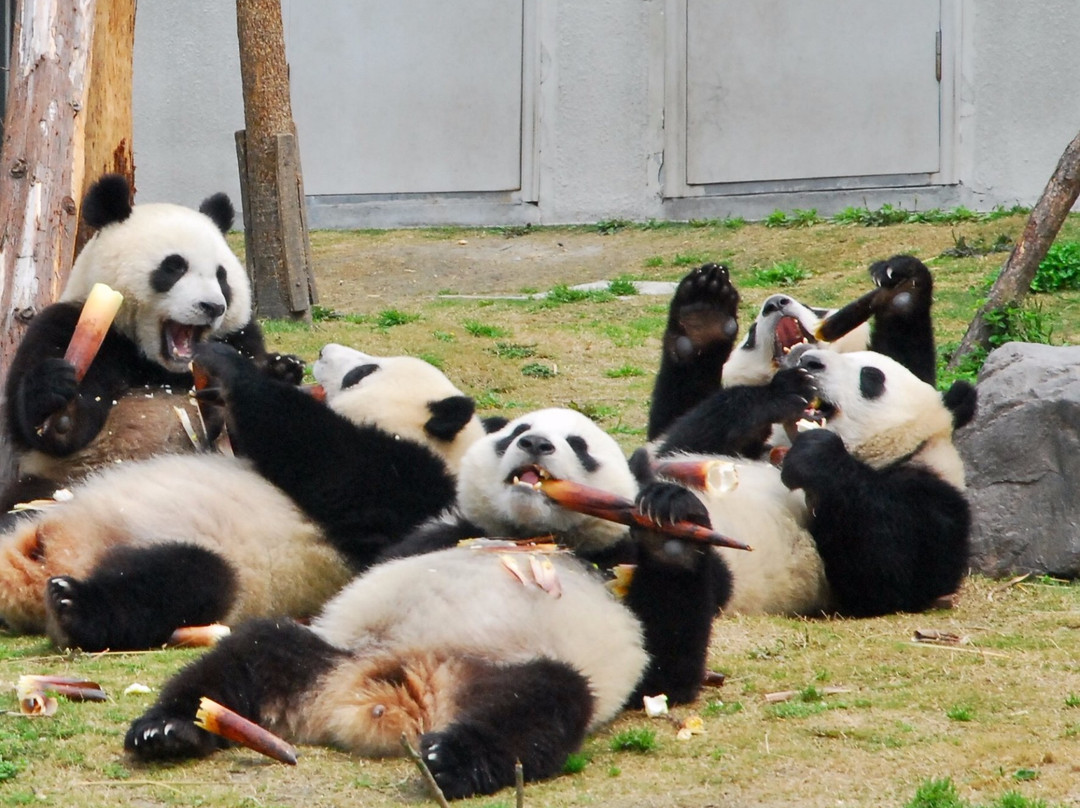 My Panda Tours-成都必去景点