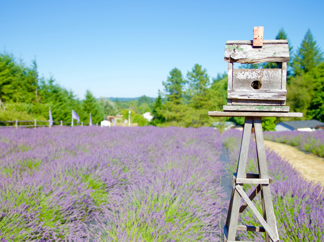 Castle Rock Lavender景点图片