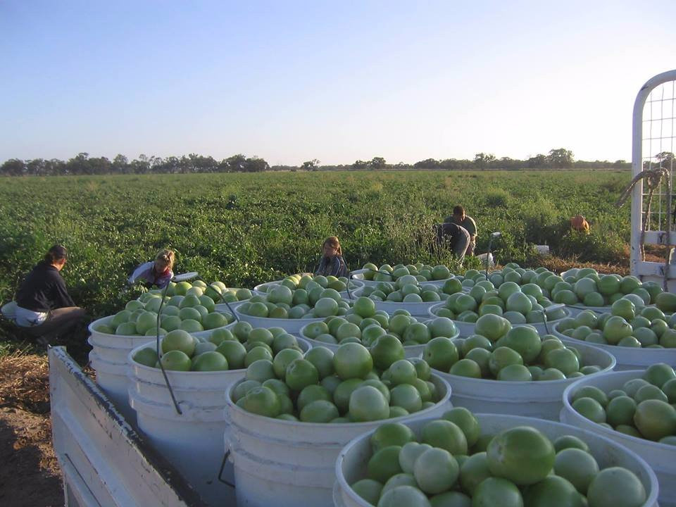 Simply Tomatoes-Boort必去景点