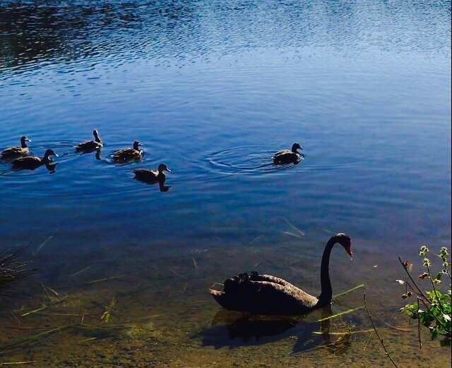 Black Swan Lake景点图片