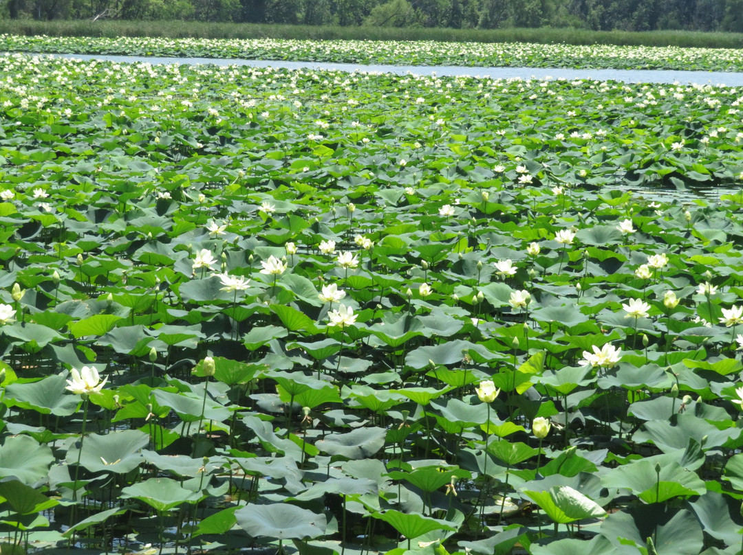 Lake Manawa Beach-康瑟尔布拉夫斯必去景点