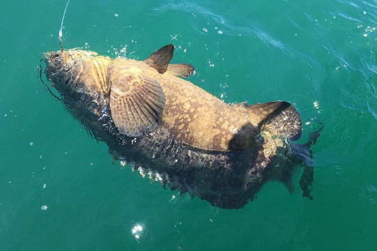 Island Fever Fishing Charters-迈尔斯堡海滩必去景点