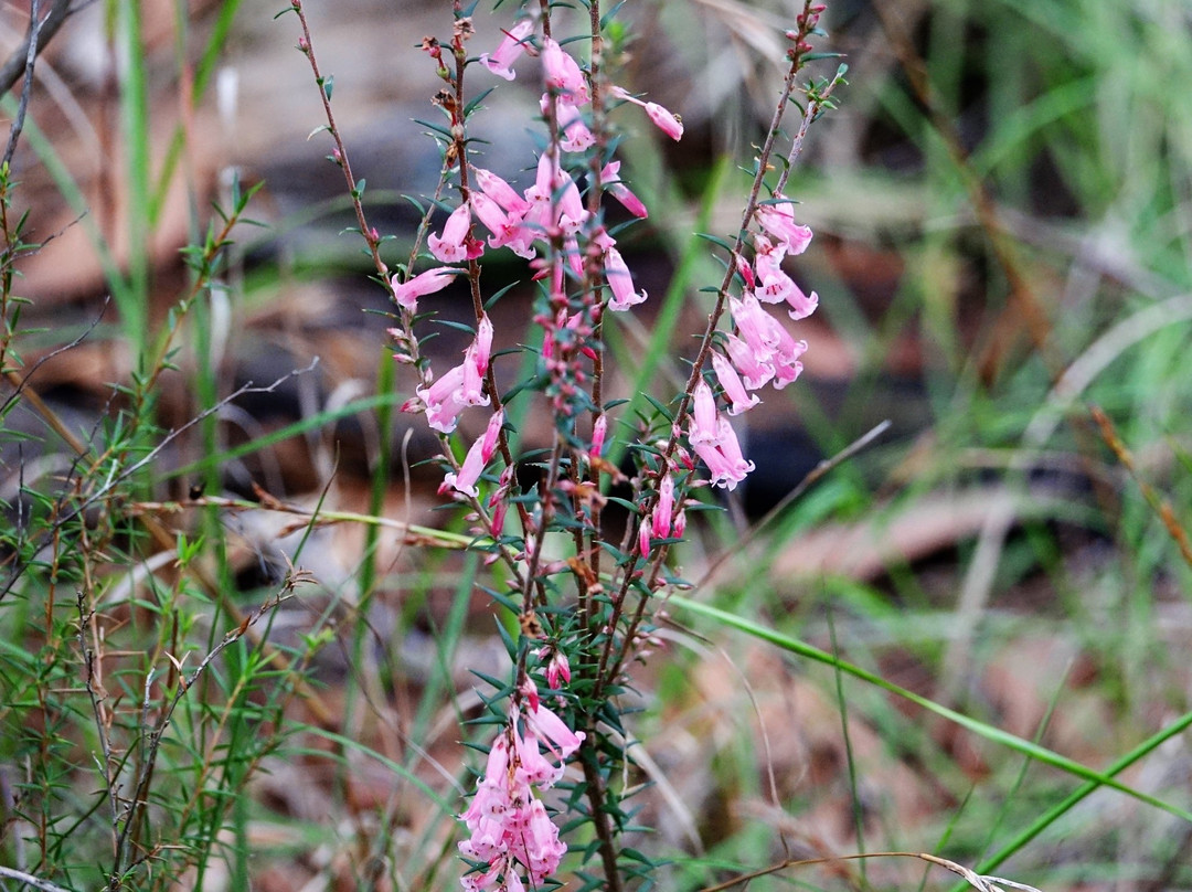 Baluk Willam Nature Conservation Reserve-贝尔格雷夫必去景点