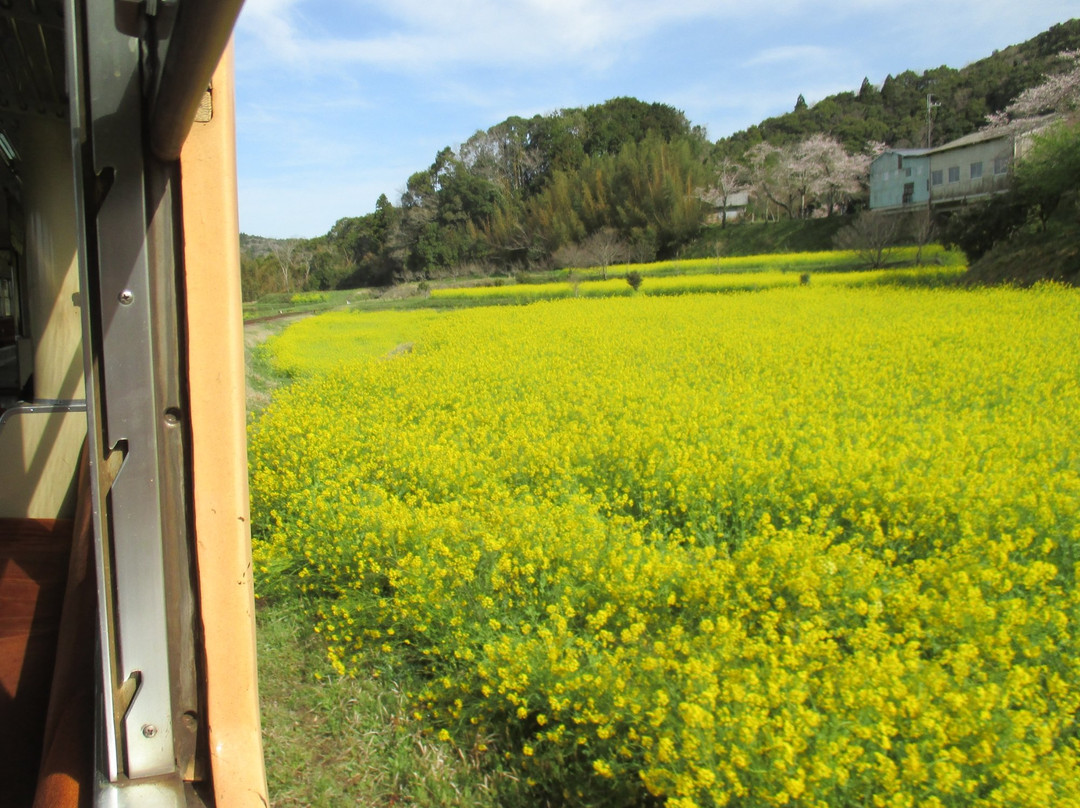 Ishuigami no Nanohana Batake-市原市必去景点